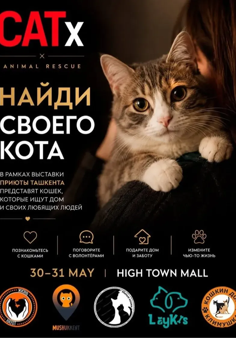 Выставка кошек CATx 2026 | Разное | Узбекистан