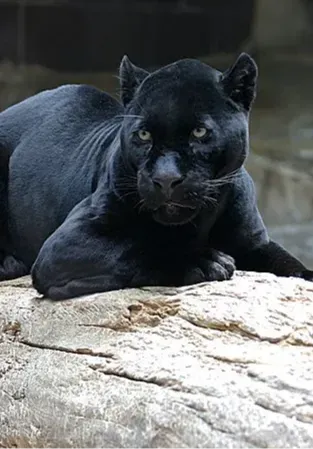 Читинский городской зоопарк | Активный отдых | Чита